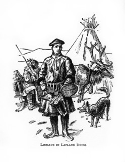 Carolus Linnaeus, 18th century Swedish botanist, physician and zoologist, (20th century). Artist: Unknown