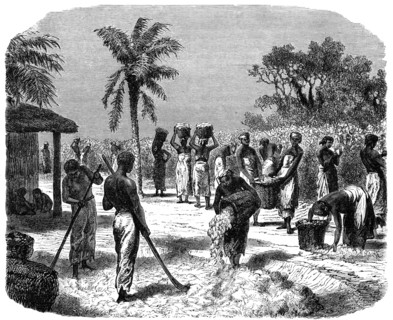 A cotton plantation, c1880. Artist: Unknown