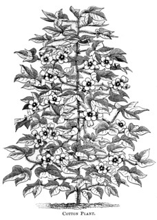 Cotton plant, c1880. Artist: Unknown