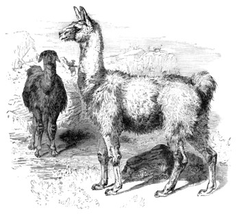 Llamas, c1880. Artist: Unknown