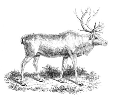 'Reindeer', 19th century. Artist: Unknown