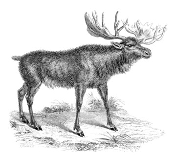 'Moose Deer', 19th century. Artist: Unknown