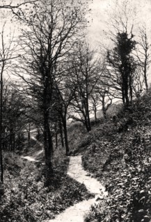 Lovers Lane, Fairlight, Hastings, Sussex. Artist: Unknown