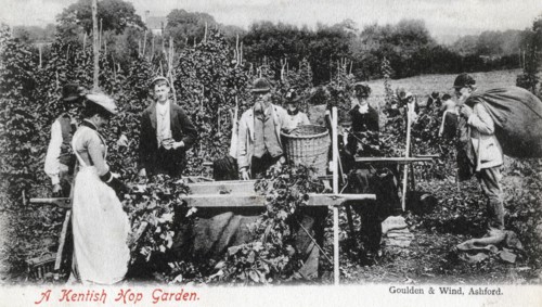 A Kentish hop garden, 1905.Artist: Goulden and Wind