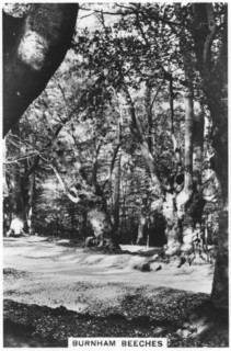Burnham Beeches, Buckinghamshire, 1937. Artist: Unknown
