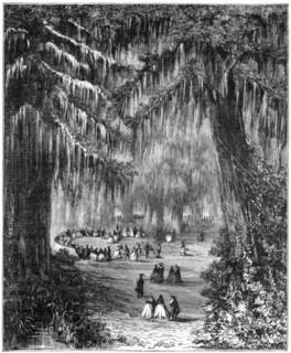 Cypress grove at Chapultepec, Mexico City, 1877. Artist: Unknown