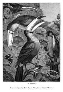 Toucans, c1770-1820 (1843). Artist: Messrs Sly and Wilson