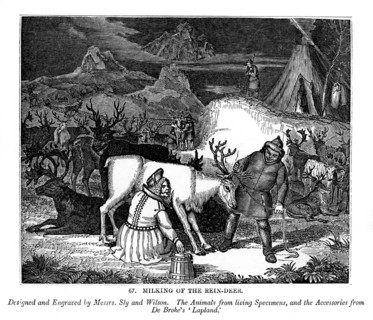 Milking of the Rein-deer, 1843. Artist: Messrs Sly and Wilson