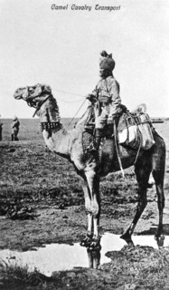 Camel cavalry transport, India, 20th century. Artist: Unknown