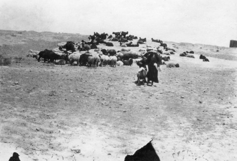 Sheep grazing outside Samarra, Mesopotamia, 1918. Artist: Unknown