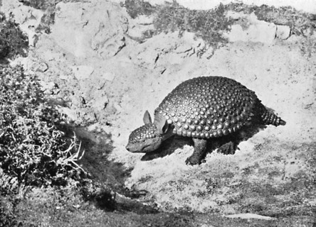 A glyptodon, 20th century. Artist: Unknown