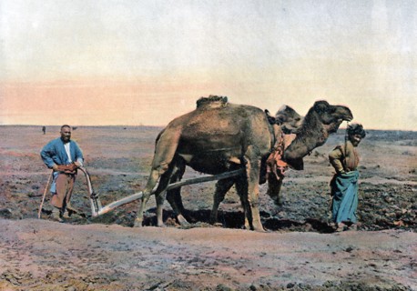 Farm labourers ploughing with a camel, Caucasus, c1890.Artist: Gillot
