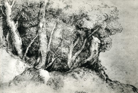 'Forest Landscape', c1516-1518, (1937). Artist: Titian