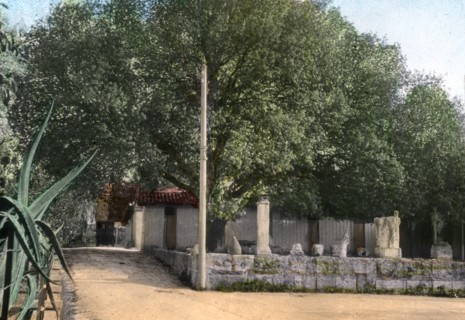 Terebinth tree, Hammam Meskoutine, Algeria. Artist: Unknown