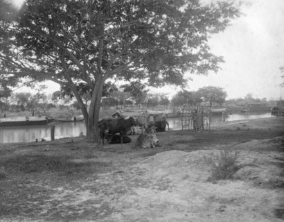 Cattle, Alipore, India, 1905-1906. Artist: FL Peters