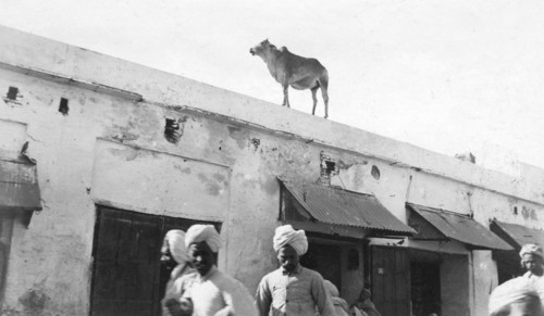 A cow on the roof of a building, Nowshera, India, 1916-1917. Artist: Unknown