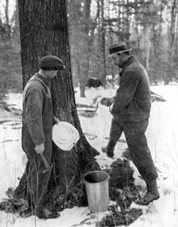 Tapping for maple syrup, Canada, 1936.Artist: Canadian Government