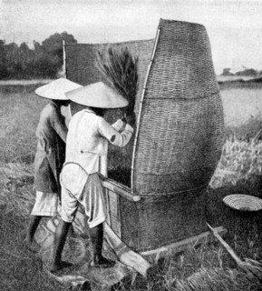 The Annamese way of reaping and threshing rice, Annam, Vietnam, 1922. Artist: Unknown