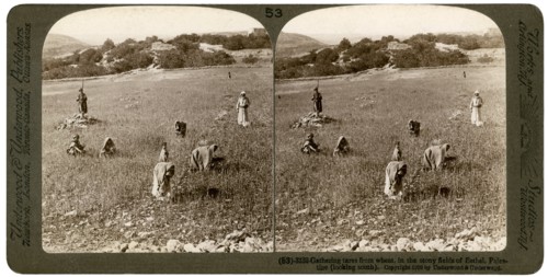 Gathering tares from wheat in the stony fields of Bethel (Baytin), Palestine, 1900.Artist: Underwood & Underwood