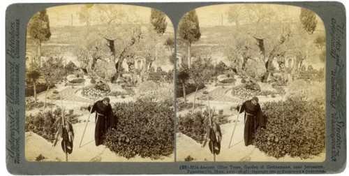 Ancient olive trees in the Garden of Gethsemane, near Jerusalem, Palestine, 1905.Artist: Underwood & Underwood