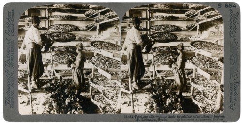 Feeding silkworms their breakfast of mulberry leaves, Lebanon mountains, Syria, 20th century. Artist: Underwood & Underwood