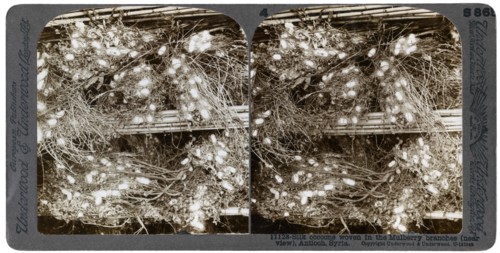 Silk cocoons woven into mulberry branches, Antioch, Syria, 1900s.Artist: Underwood & Underwood