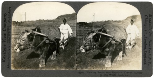 Farming near Seoul, South Korea, 1900s.Artist: Keystone