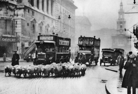 A flock of sheep on the Strand, London, 1926-1927. Artist: Unknown