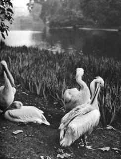 The pelicans of St James's Park, London, 1926-1927. Artist: McLeish