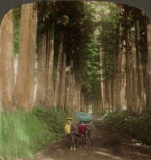 An avenue of cryptomeria (cedar) trees, Nikko, Japan, 1896.Artist: Underwood & Underwood