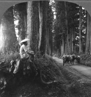 The sacred road to Nikko, Japan, 1905.Artist: BL Singley