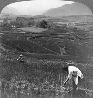 Fertile rice fields in the old crater of Aso-San, Japan, 1904.Artist: Underwood & Underwood