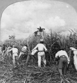 Harvesting sugar cane, Rio Pedro, Porto Rico, 1900.Artist: BL Singley