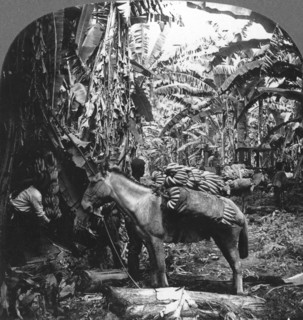 Harvesting bananas, Costa Rica, 1909. Artist: Unknown