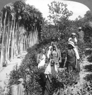 Tamil women picking tea on Sir Thomas Lipton's estate, Polgahawela, Sri Lanka, 1903.Artist: Underwood & Underwood
