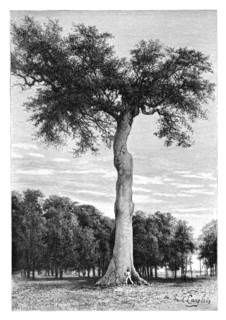 Ceiba tree, Central America, c1890.Artist: Maynard