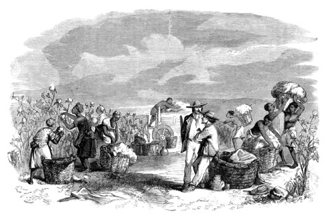 Gathering cotton in a cotton plantation, c1895. Artist: Unknown