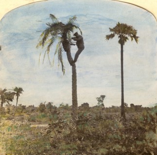 Captain Osman shooting from a tree with the aid of straps, India, 1900s. Artist: Unknown