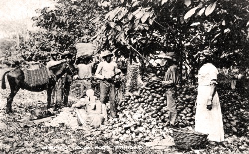 Opening cocoa pods, Trinidad, Trinidad and Tobago, c1900s.Artist: Strong