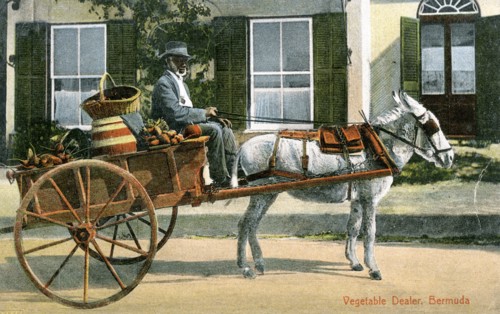 A vegetable dealer, Bermuda, c1900s. Artist: Unknown
