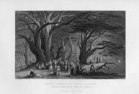 'Ancient Cedars in the Forest of Lebanon', 1841. Artist: J Redaway