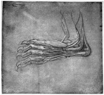 Muscles and sinews in a foot, possibly of a hare, late 15th or early 16th century (1954).Artist: Leonardo da Vinci