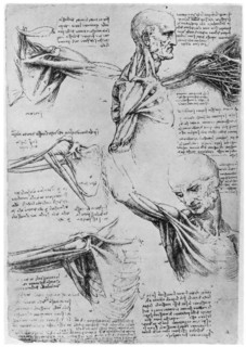 Study of shoulder joints, 1510-1511 (1954). Artist: Leonardo da Vinci