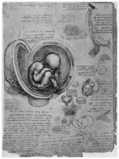 Anatomical sketch of a human foetus in the womb, c1510 (1954). Artist: Leonardo da Vinci