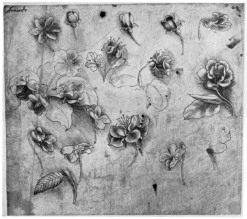 Study of flowers, c1481-1483 (1954).Artist: Leonardo da Vinci