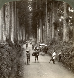 'The groves were God's first temples', avenue of noble cryptomerias at Nikko, Japan, 1904. Artist: Underwood & Underwood