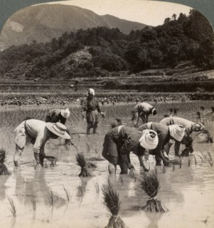 Farm labourers transplanting rice shoots near Kyoto, Japan, 1904. Artist: Underwood & Underwood
