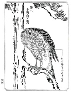 A hawk, 1898.Artist: Kawanabe Kyôsai
