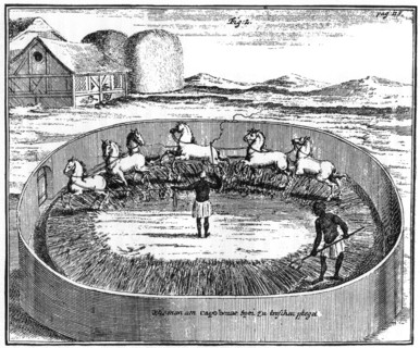 Threshing out the corn, South Africa, 18th century (1931). Artist: Unknown