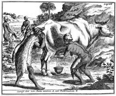 Khoikhois milking cows and making butter, South africa, 18th century (1931). Artist: Unknown